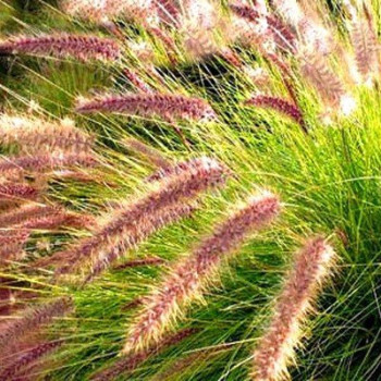 Rozplenica wąskolistna