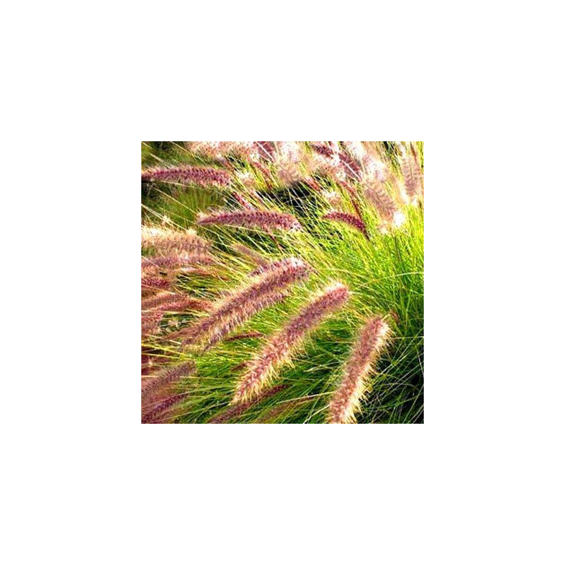 Rozplenica wąskolistna