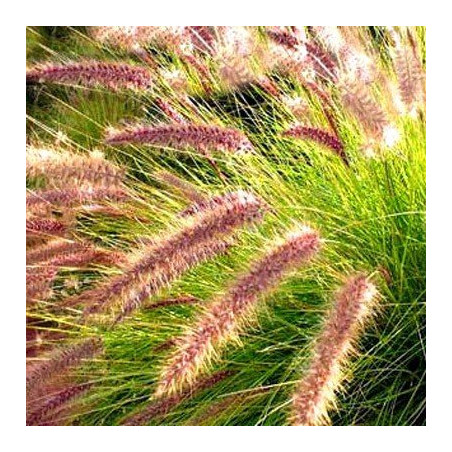 Rozplenica wąskolistna