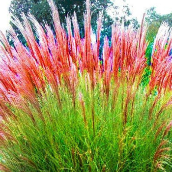 Miskant chiński "Yakushima Dwarf"