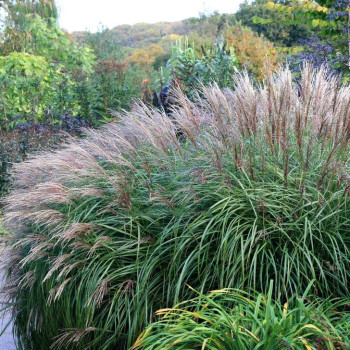 Miskant Chiński Krater