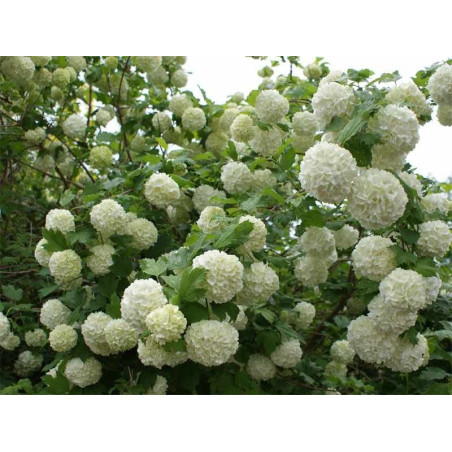 Kalina koralowa Opulus Roseum