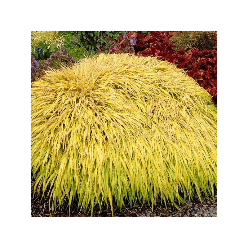 Hakonechloa All Gold sklep