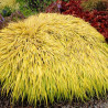 Hakonechloa All Gold sklep