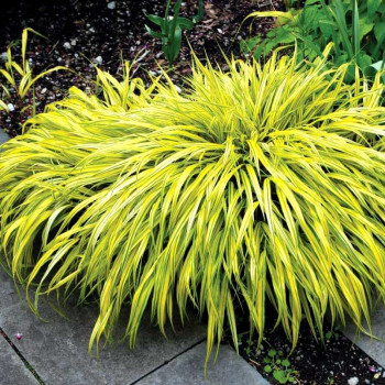 Hakonechloa Macra "Aureola"