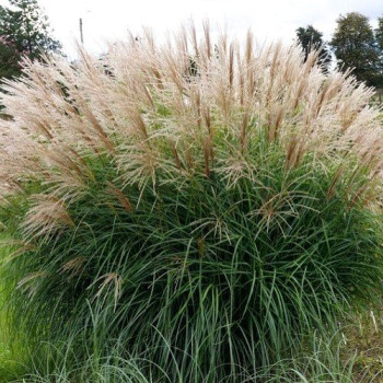 Miskant chiński Herman Mussel