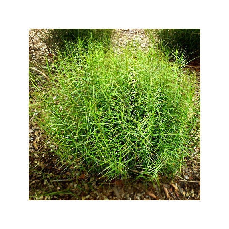 Turzyca palmowa Little Midge