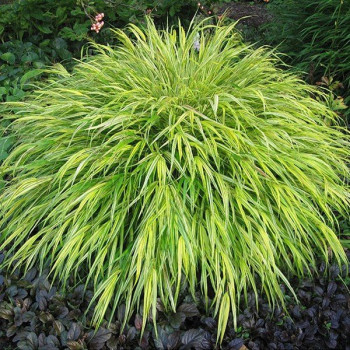 Hakonechloa Macra "Strip it Rich"