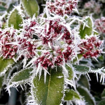 Kalina Koreańska "Diana"