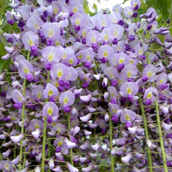 Wisteria glicynia niebieska Naga Noda