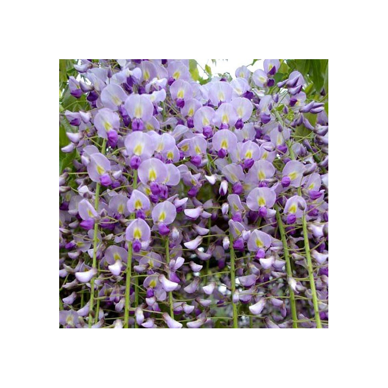 Wisteria glicynia niebieska Naga Noda