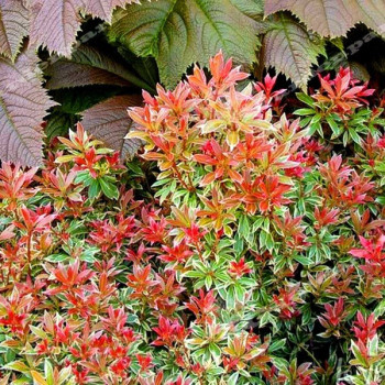 Pieris japoński "Little Heath" - Sadzonka 3-letnia