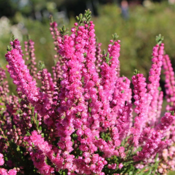 Wrzos pospolity  "Jana"