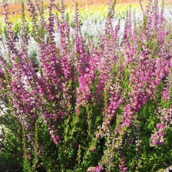 Wrzos "David Hagenaars"