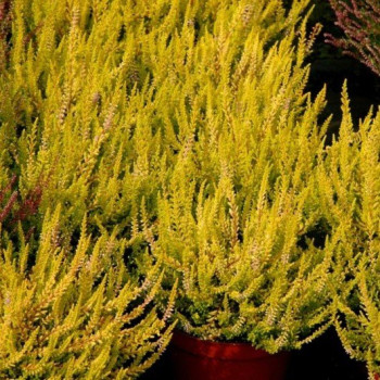 Wrzos "Robert Chapman"