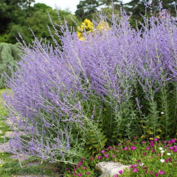 Perovskia łobodolistna "Blue Spire"