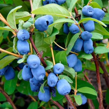 Jagoda Kamczacka "Wojtek"