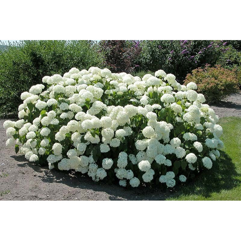 Hortensja krzewiasta Strong Annabelle