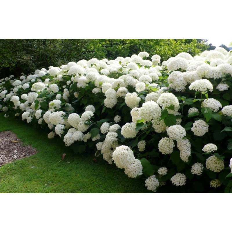 Hortensja krzewiasta Strong Annabelle