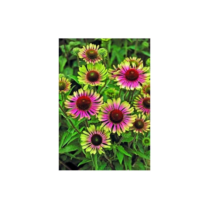 Jeżówka Green Twister echinacea sklep
