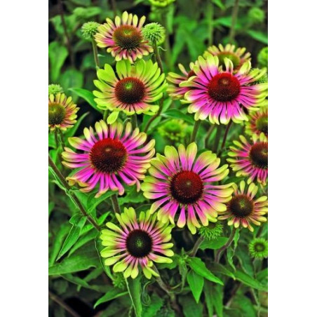 Jeżówka Green Twister echinacea sklep