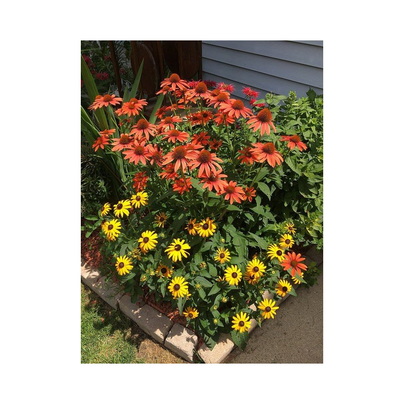 jeżówki wieloletnie