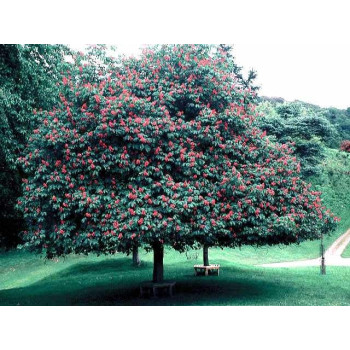 Kasztanowiec "Briotii"