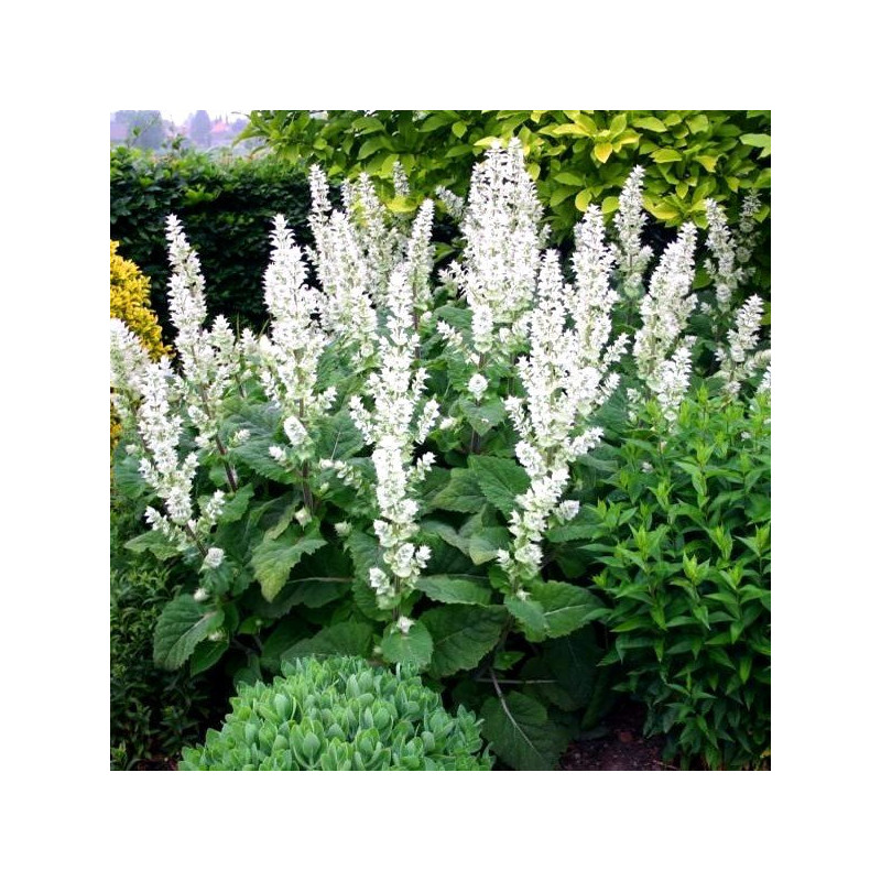 szałwia muszkatałowa