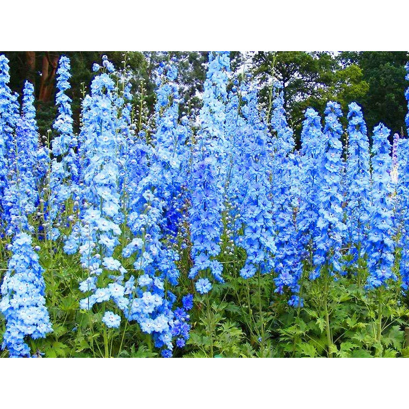 Ostróżka niebieska