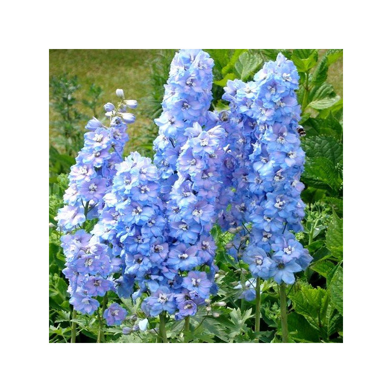 ostróżko jasno niebieska