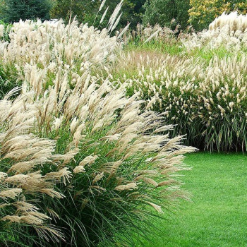 Rozplenica wąskolistna "Hameln"