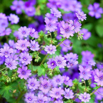 Bodziszek 'Bill Wallis' (geranium)