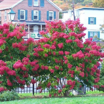 Heptakodium chińskie