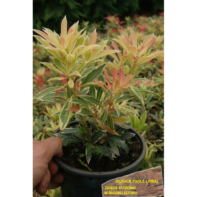 Pieris sadzonka