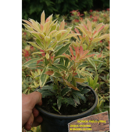 Pieris sadzonka