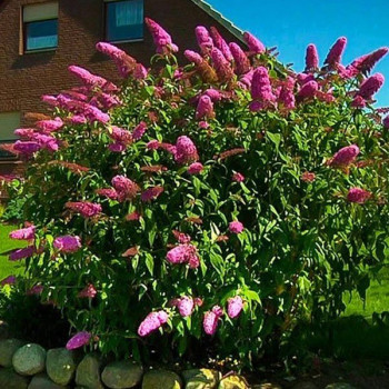 Budleja dawida "Harlequin"