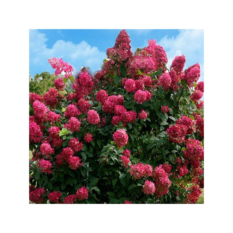 Hortensja bukietowa Wim's Red