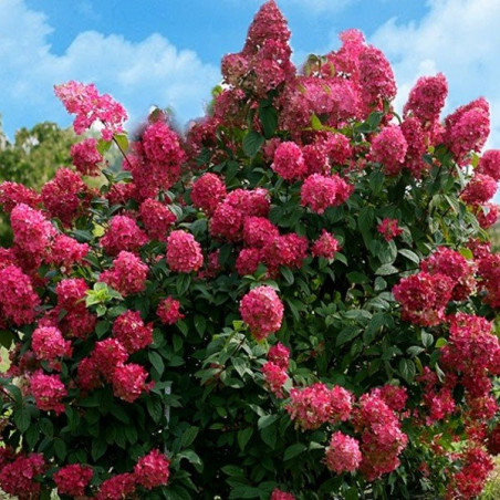 Hortensja bukietowa Wim's Red