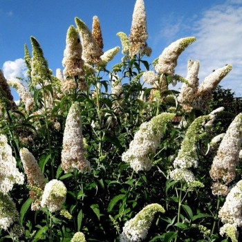 Budleja dawida 'White Profusion'