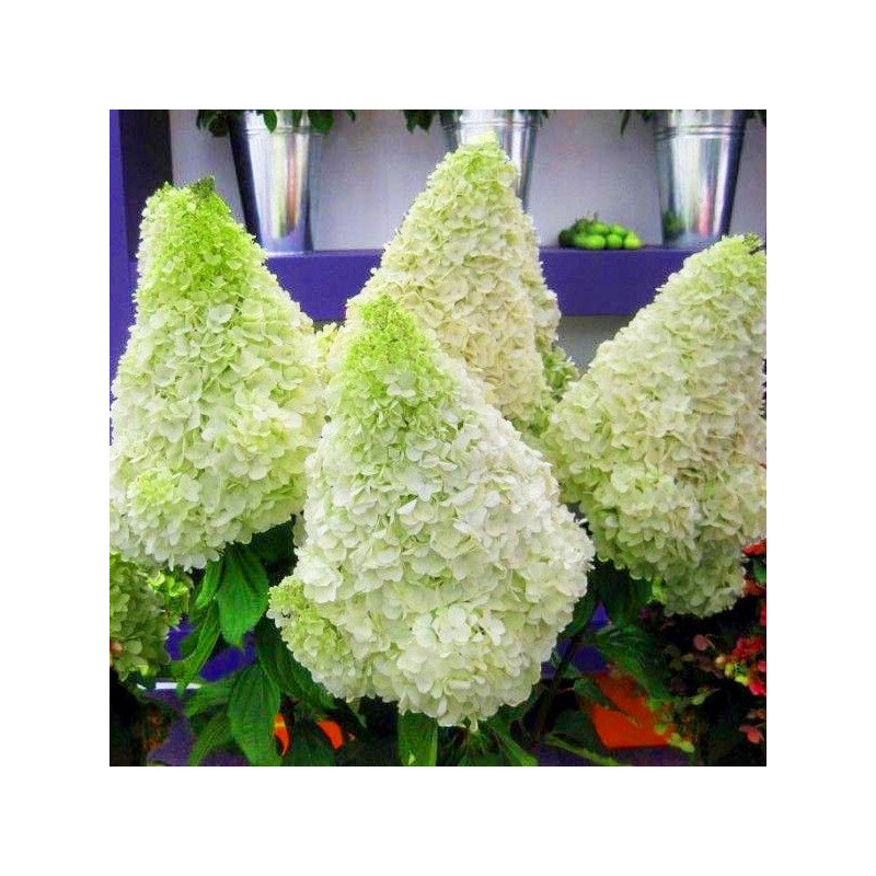 Hortensja bukietowa Moonlight