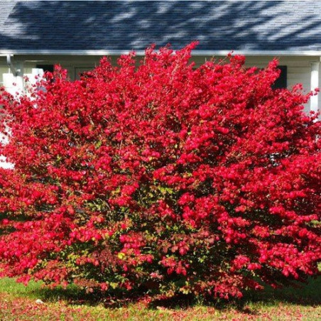Płonący krzew trzmielina
