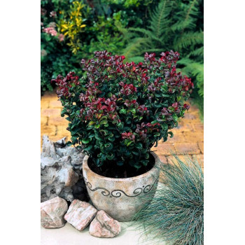 Kiścień wawrzynowy "Curly Red" - zimozielony