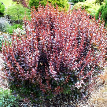 berberys dart's Lady sadzonka