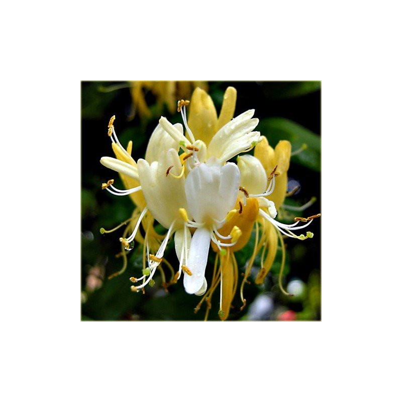 Wiciokrzew japoński