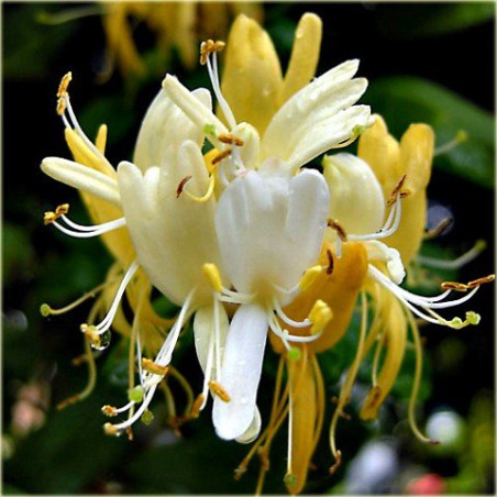 Wiciokrzew japoński