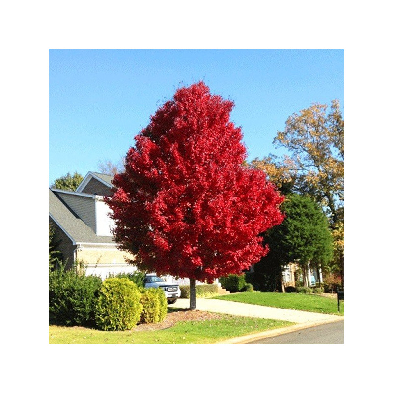 klon tatarski ginnala sadzonki