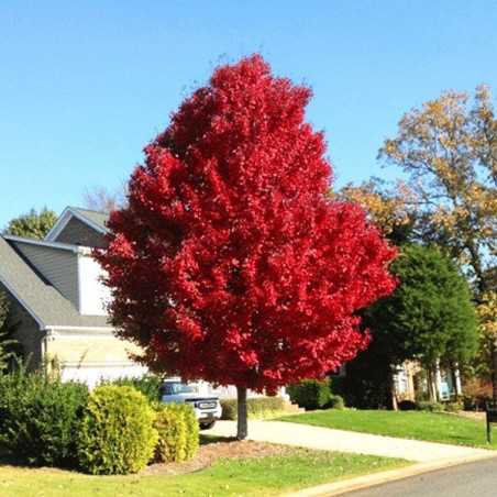 klon tatarski ginnala sadzonki