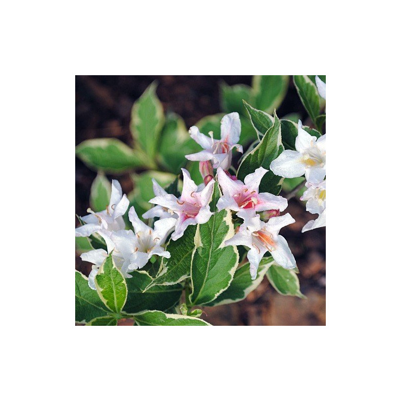 Krzewuszka cudowna nana variegata cena