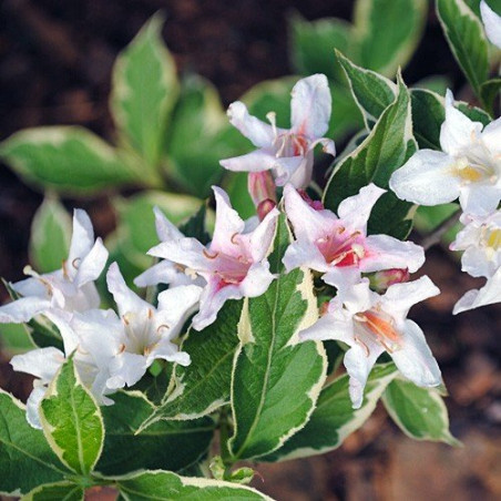 Krzewuszka cudowna nana variegata cena