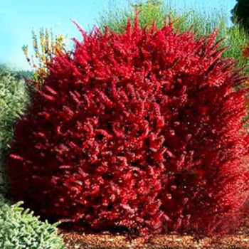 berberys golden ring